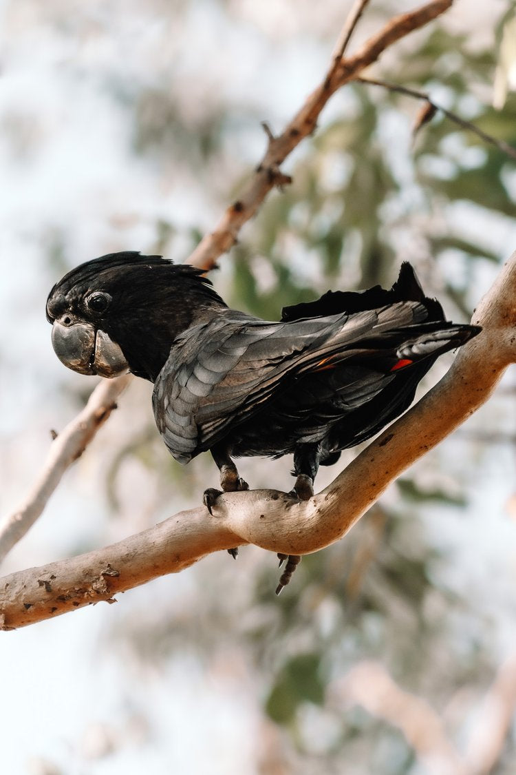 Red - Tailed Black Cockatoo - Aluminium Print