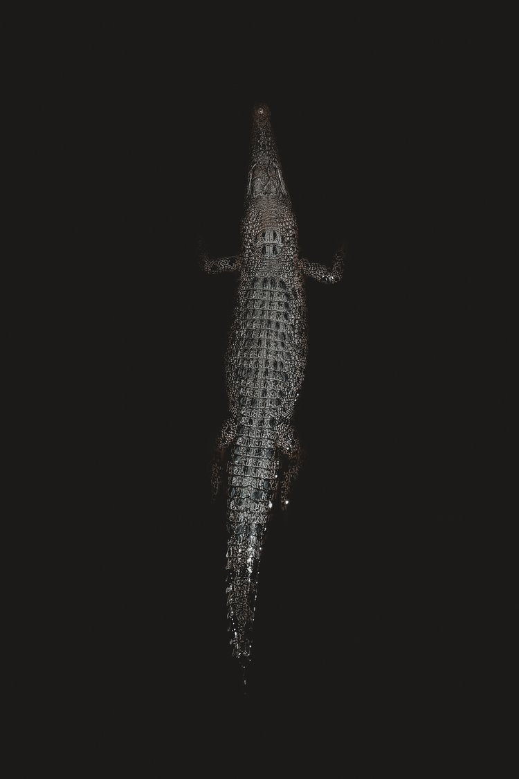 Saltwater Crocodile - Aluminium Print