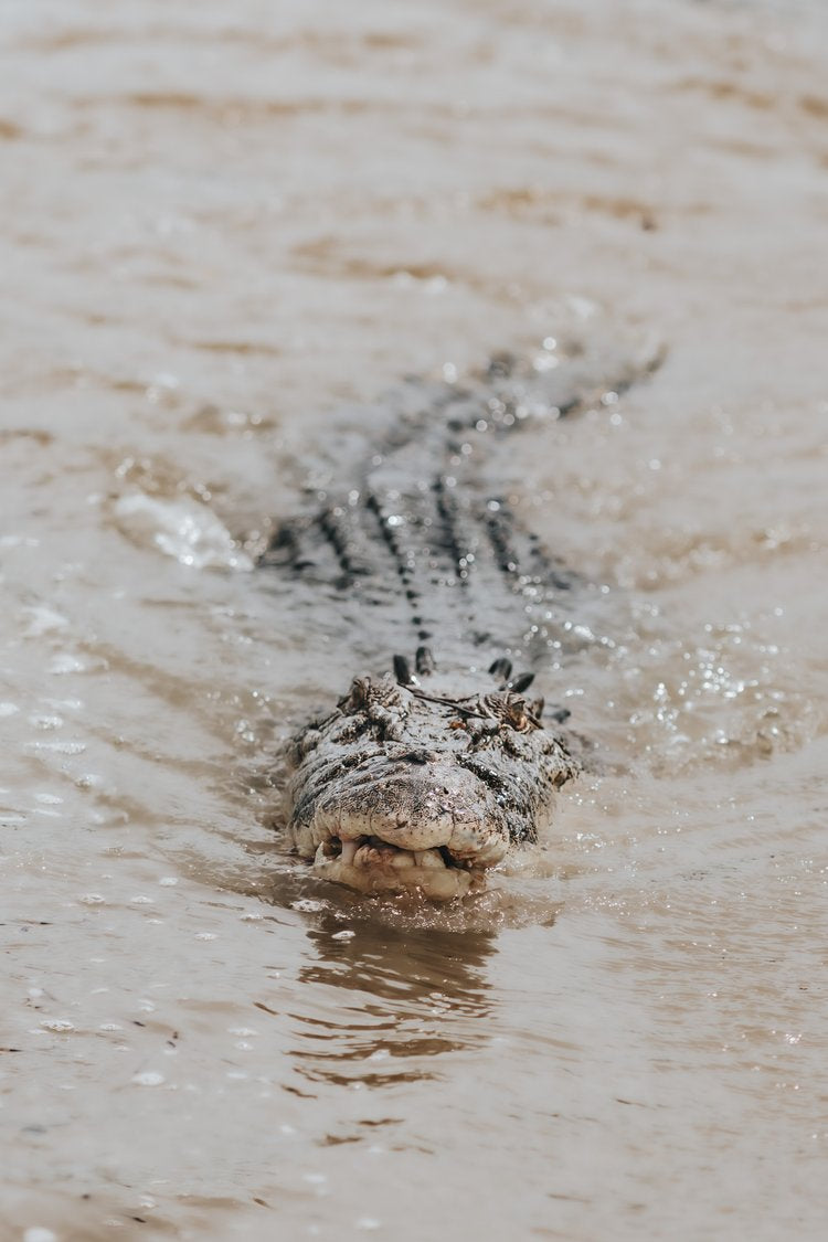 Cruising Crocodile - Aluminium Print